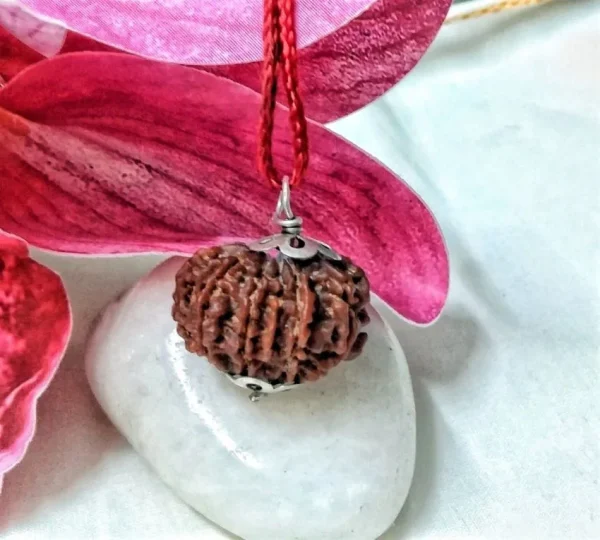11 Muki Rudraksha