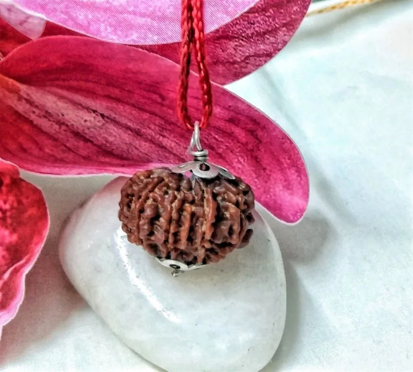 11 Muki Rudraksha