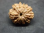 11 Muki Rudraksha