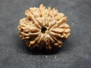11 Muki Rudraksha