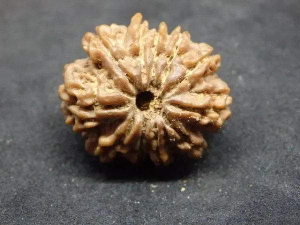 11 Muki Rudraksha