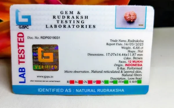 12 Mukhi Certificate