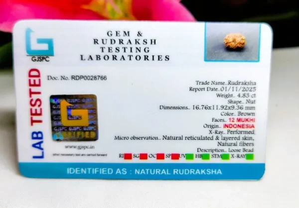 12 Mukhi Certificate