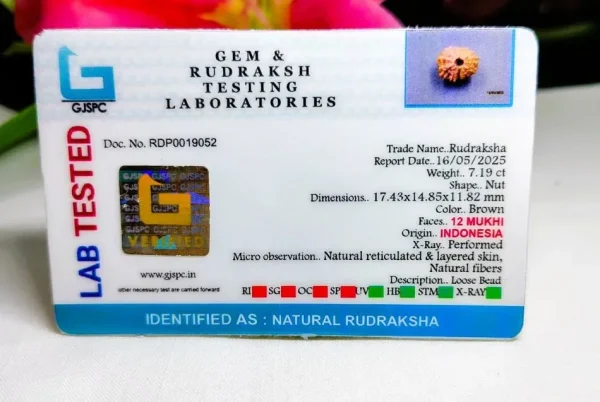 12 Mukhi Certificate