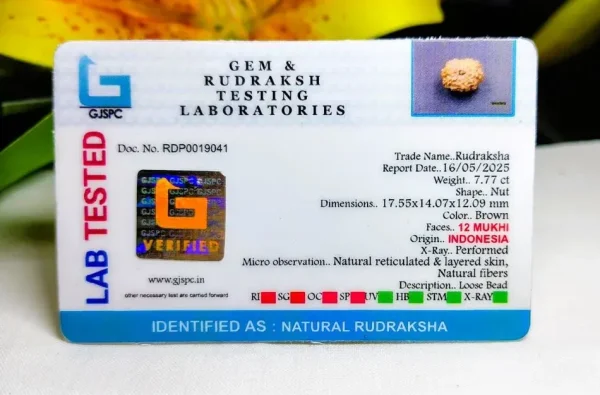 12 Mukhi Certificate