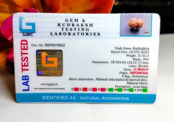 12 Mukhi Certificate