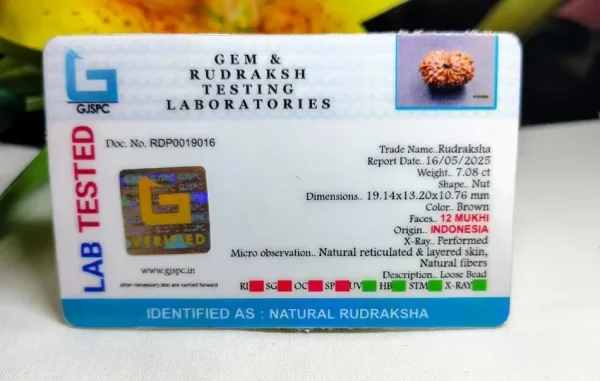 12 Mukhi Certificate