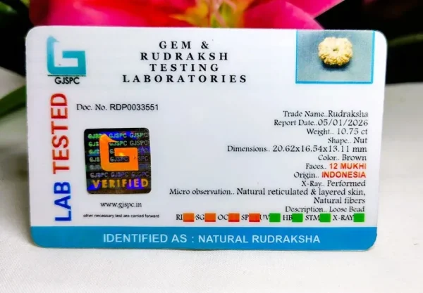 12 Mukhi Certificate