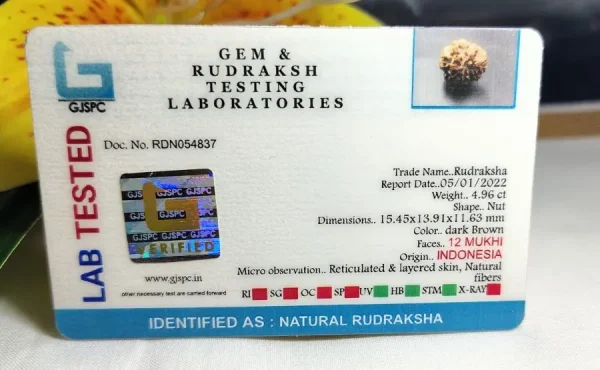 12 Mukhi Certificate
