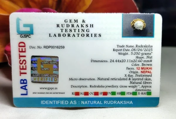 12 Mukhi Certificate