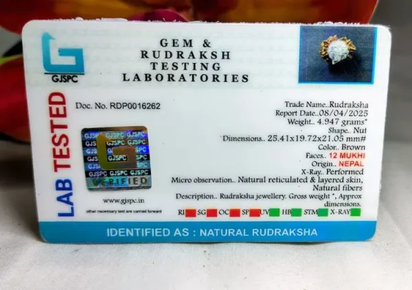 12 Mukhi Certificate
