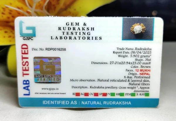 12 Mukhi Certificate