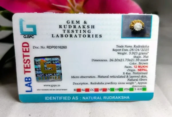 12 Mukhi Certificate