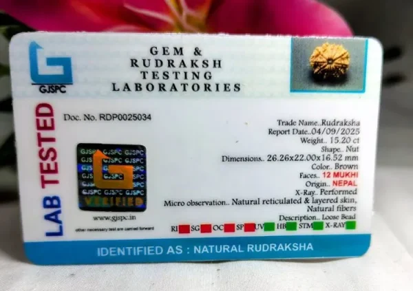12 Mukhi Certificate