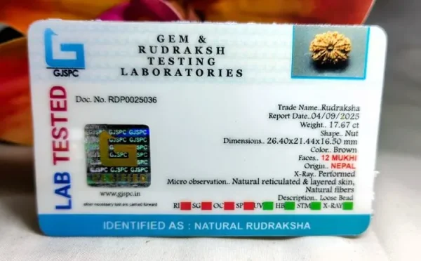 12 Mukhi Certificate