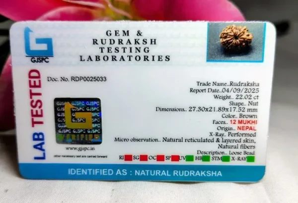 12 Mukhi Certificate