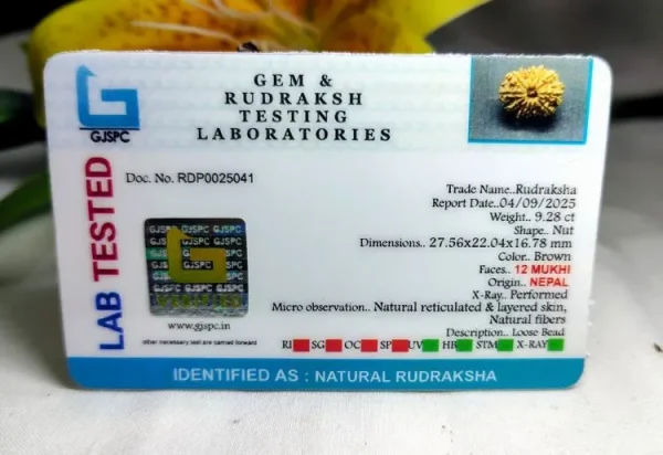 12 Mukhi Certificate
