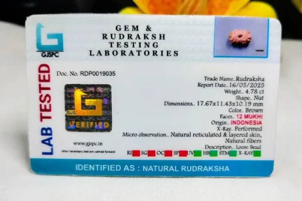 12 Mukhi Certificate