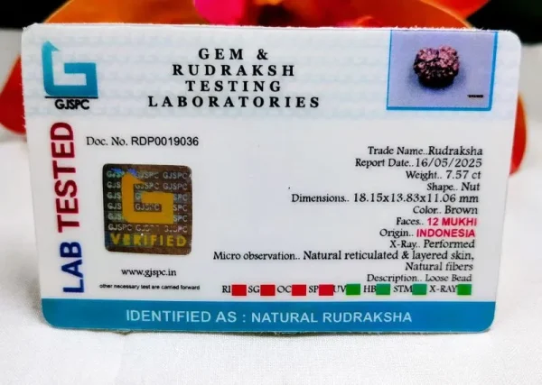 12 Mukhi Certificate