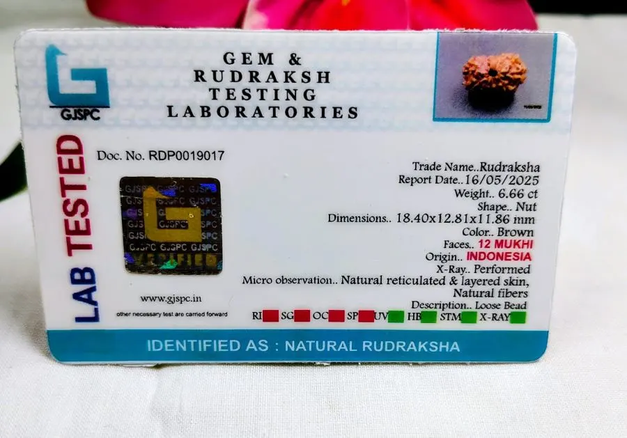 12 Mukhi Certificate