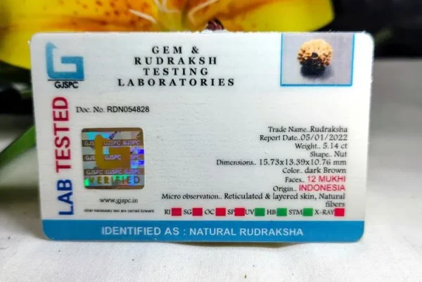 12 Mukhi Certificate