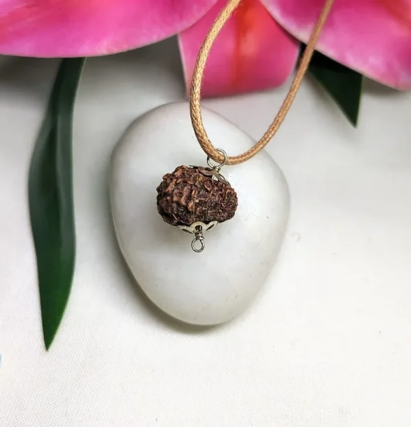 12 Mukhi Rudraksha