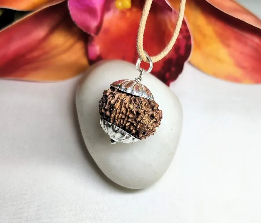 12 Mukhi Rudraksha