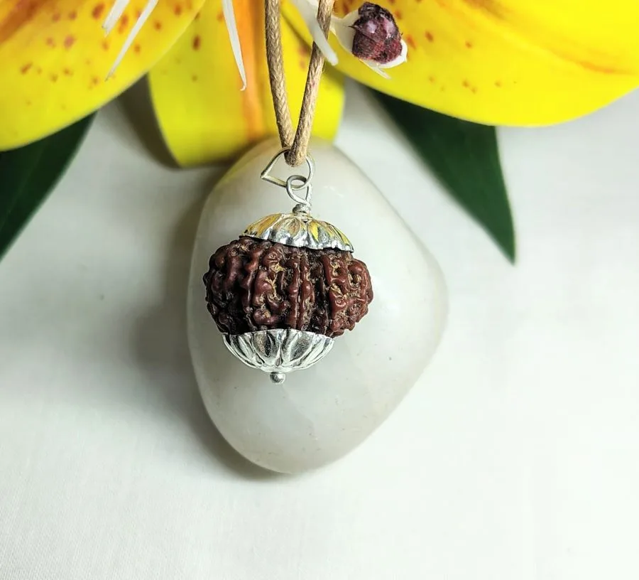 12 Mukhi Rudraksha