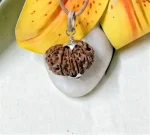 12 Mukhi Rudraksha