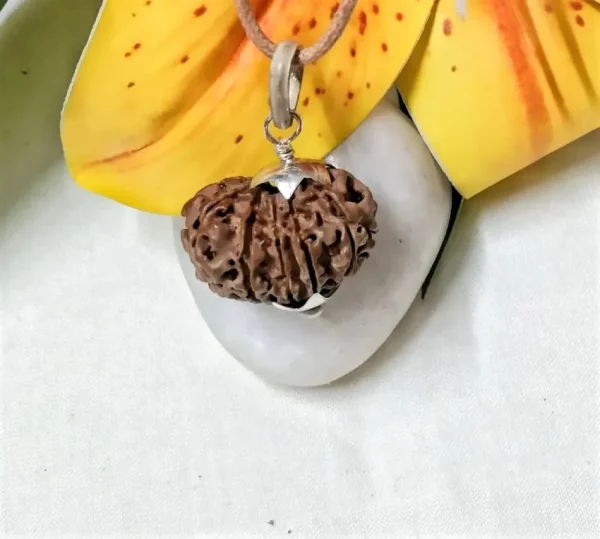 12 Mukhi Rudraksha