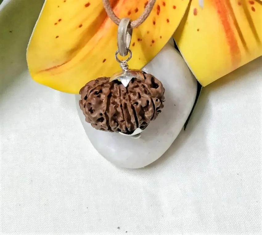 12 Mukhi Rudraksha