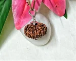 12 Mukhi Rudraksha