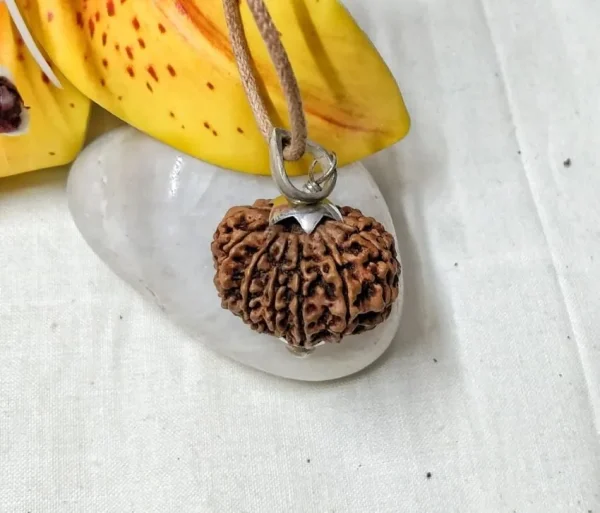 12 Mukhi Rudraksha