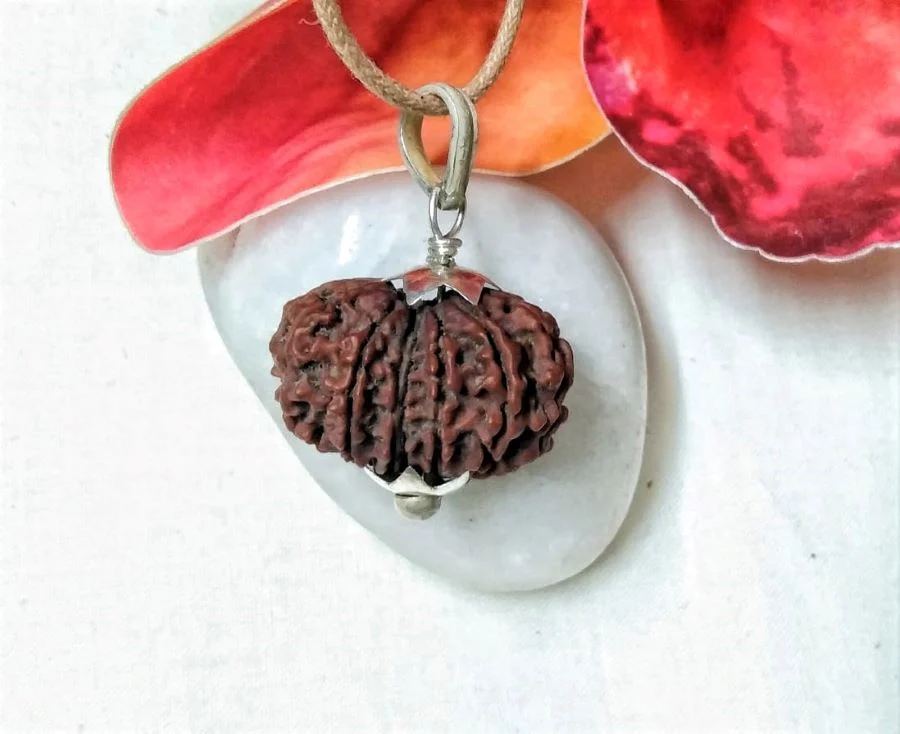 12 Mukhi Rudraksha