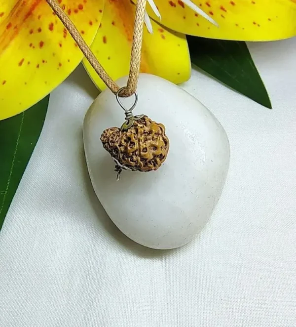 12 Mukhi Certificate