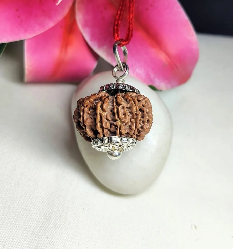 12 Mukhi Rudraksha