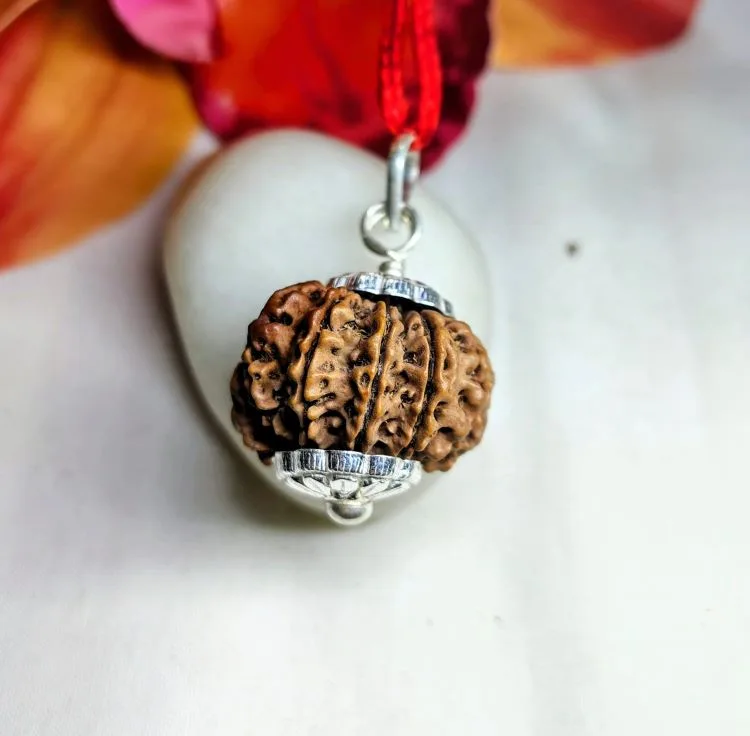 12 Mukhi Rudraksha