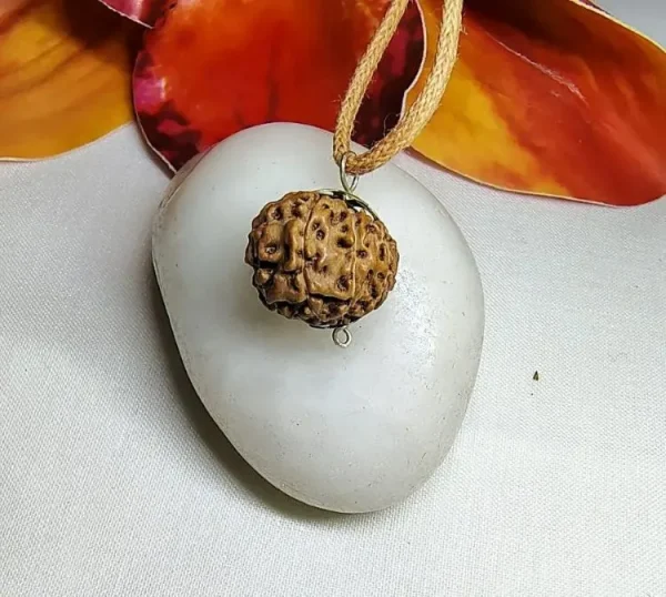 12 Mukhi Rudraksha