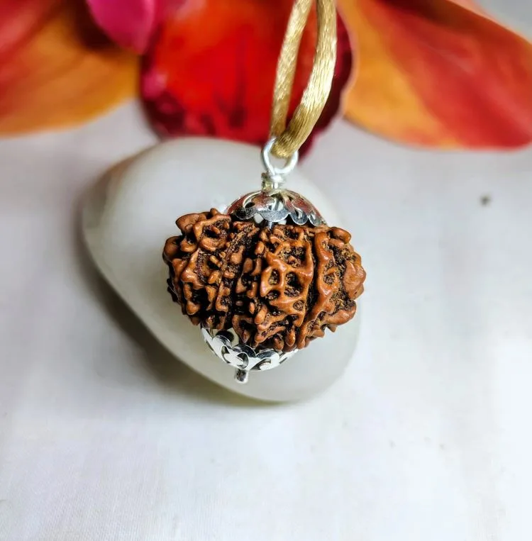 12 Mukhi Rudraksha