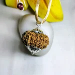 12 Mukhi Rudraksha