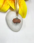 12 Mukhi Rudraksha