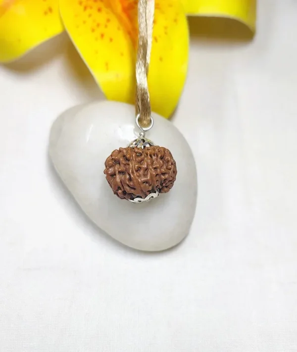 12 Mukhi Rudraksha
