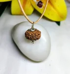 12 Mukhi Rudraksha