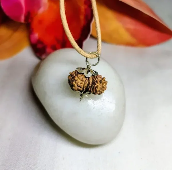 12 Mukhi Rudraksha