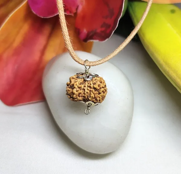 12 Mukhi Rudraksha