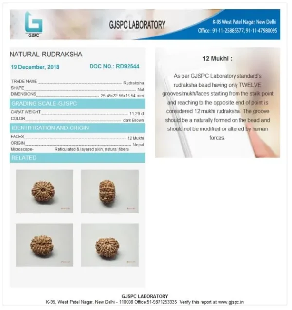12 Mukhi Rudraksha