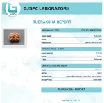 12 Mukhi Certificate