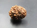 12 Mukhi Rudraksha