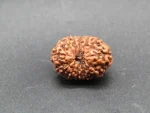 12 Mukhi Rudraksha