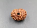 12 Mukhi Rudraksha